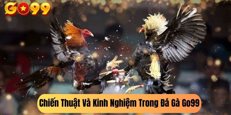 Chiến Thuật Và Kinh Nghiệm Trong Đá Gà Go99